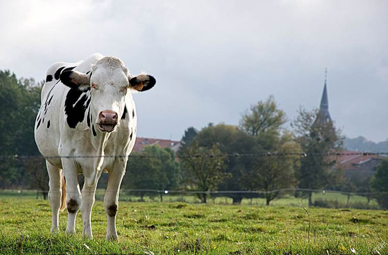 visite aux vaches