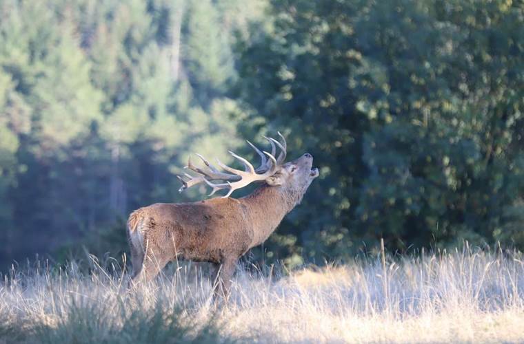 Visite-roulotte-brame-cerf-animaux-nature-calme-couple-famille-saint-hubert-Terres-Aveyron