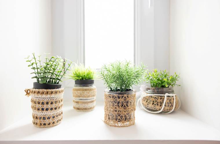 petites plantes