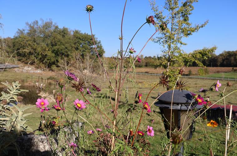 fleurs des champs