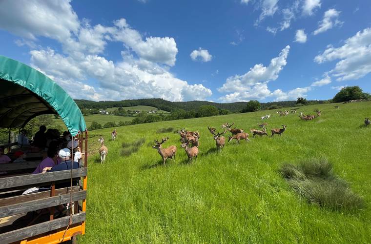 Visite-roulotte-parc-animalier-animaux-nature-calme-couple-famille-saint-hubert-Terres-Aveyron