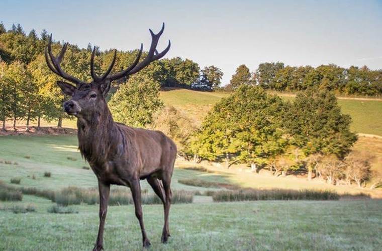Visite-roulotte-animaux-nature-calme-couple-paysage-famille-saint-hubert-Terres-Aveyron