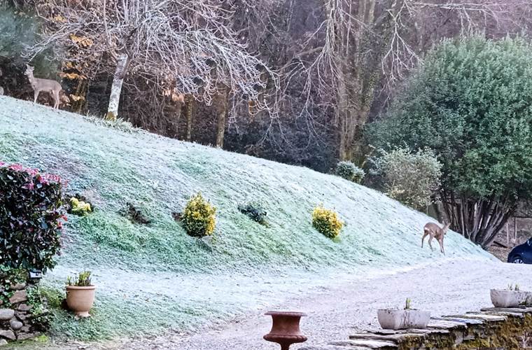 chevreuil nature -