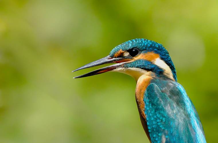 Une nature préservée