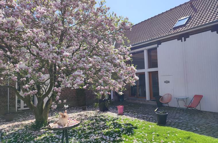 magnolia