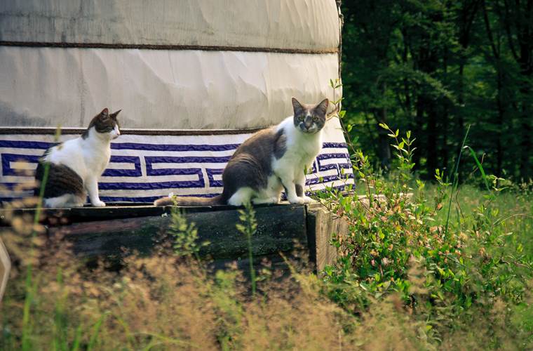 Chats-4