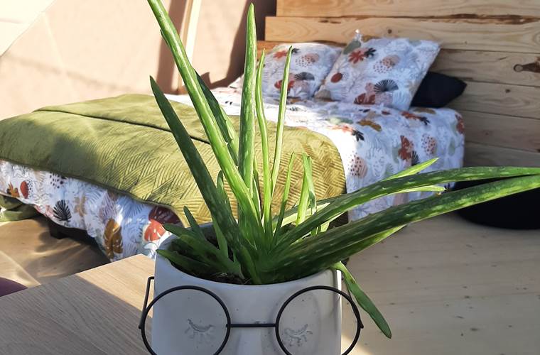 plante