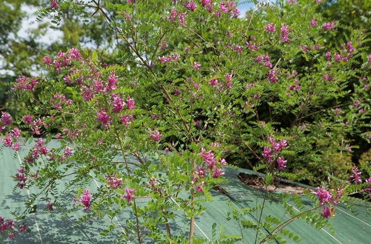 Les indigotiers sont en fleurs