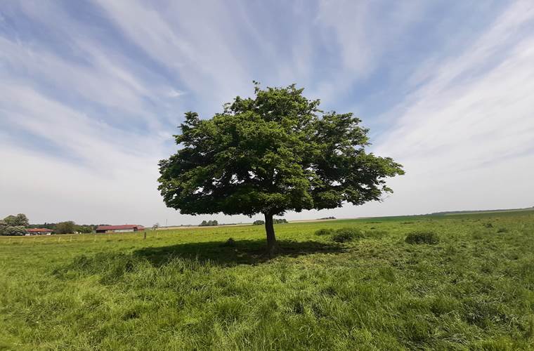 arbre
