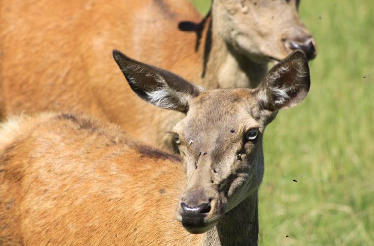 Biche elaphe