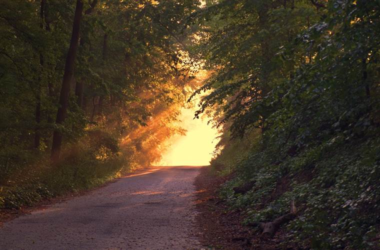 balade en forêt sur le domaine