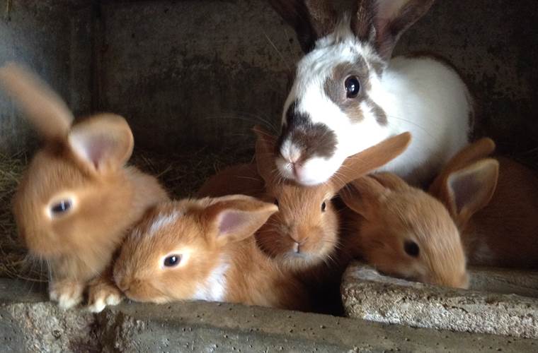la famille lapin