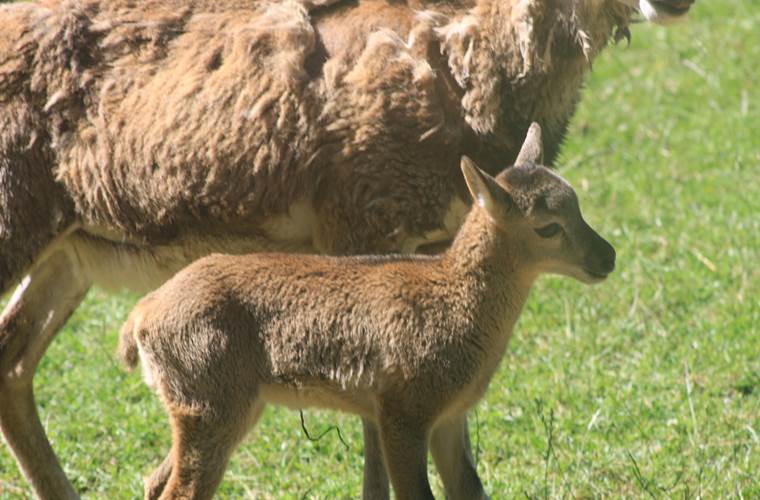 agneau mouflon de corse
