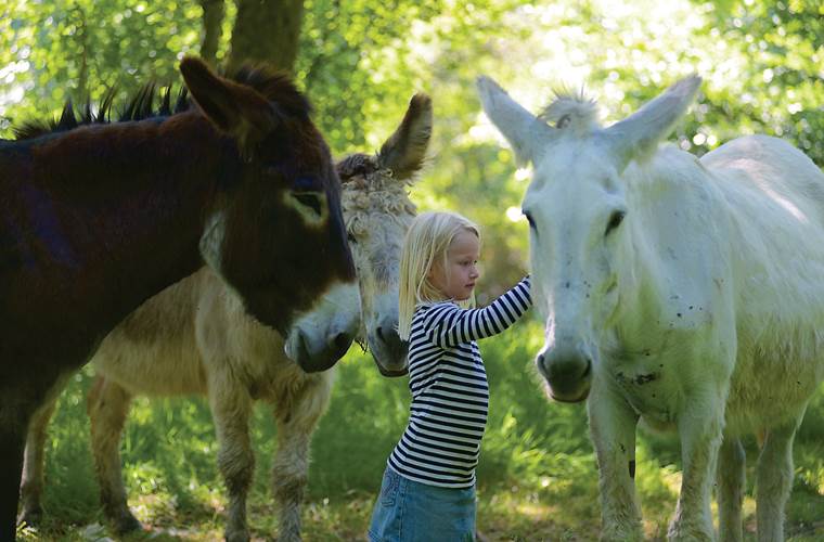 rencontre avec les ânes