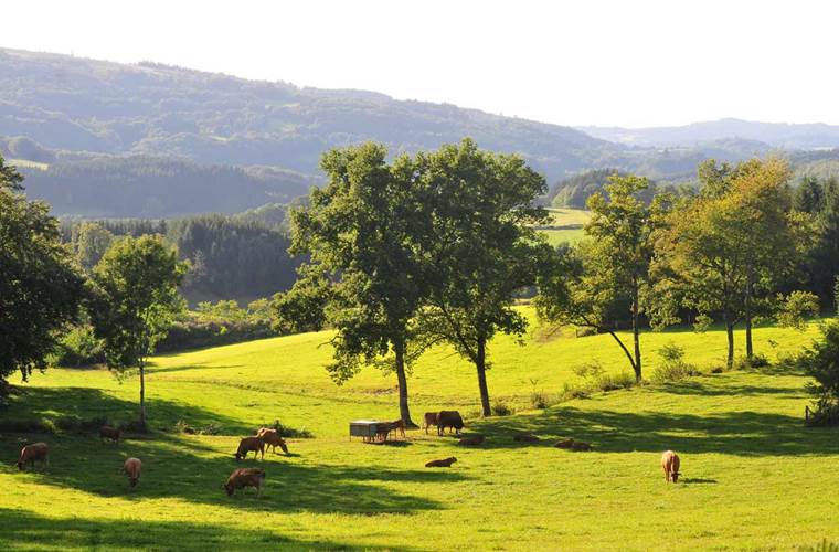 Le bocage Limousin