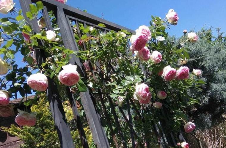 jardin, garden, Garten