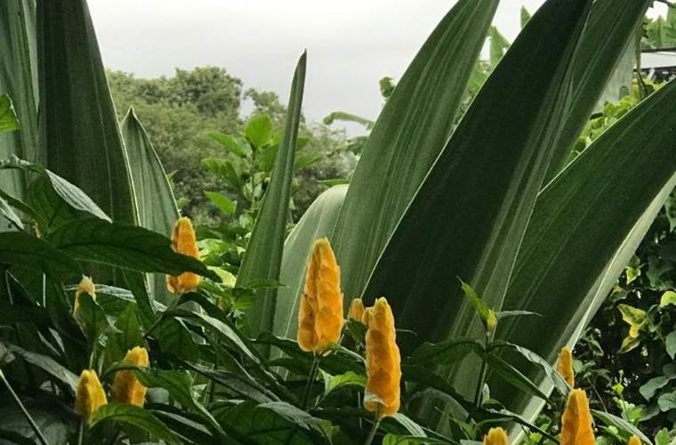 Gite_Rural_Flane_Capesterre_Belle_Eau_Guadeloupe_vacances