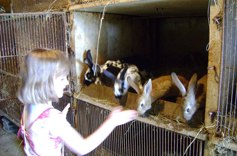 nourir les animaux