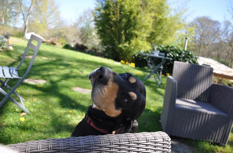 Ilton, le chien de la ferme