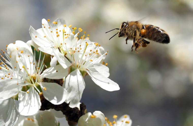 ici, l'environnement est très préservé