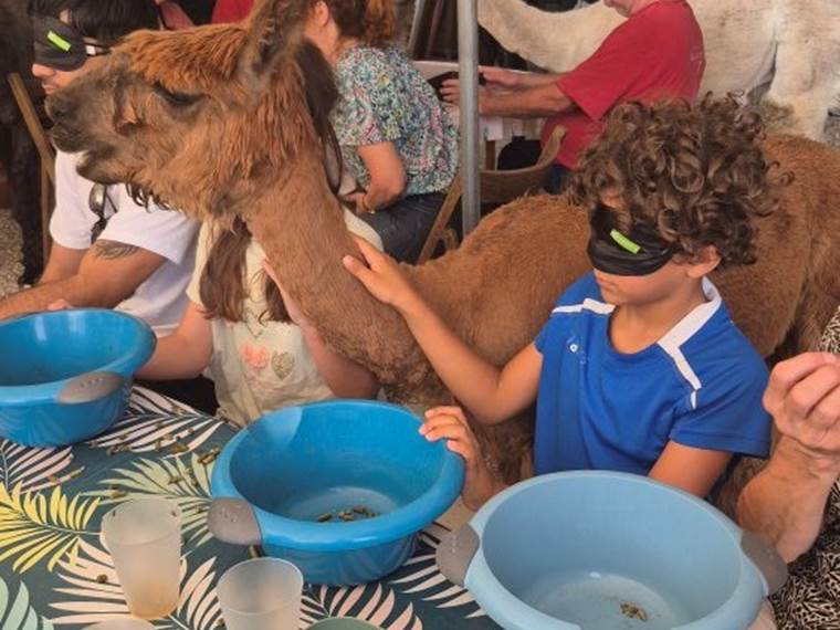 PETIT DEJEUNER DES LAMAS DANS LE NOIR