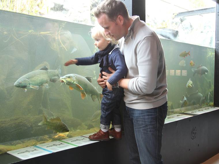 aquarium-eau-douce