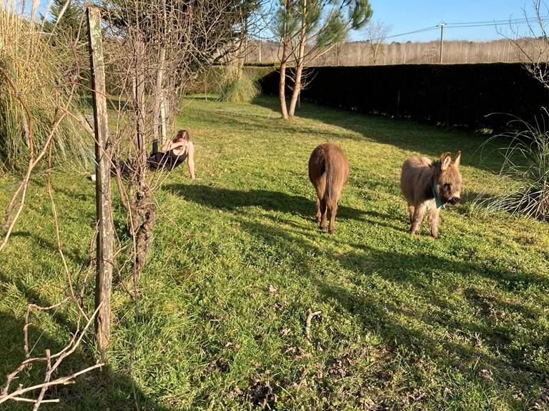 rodéo et galopin , nos ânes miniatures en liberté