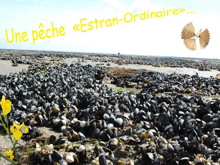 Une pêche estran-ordinaire