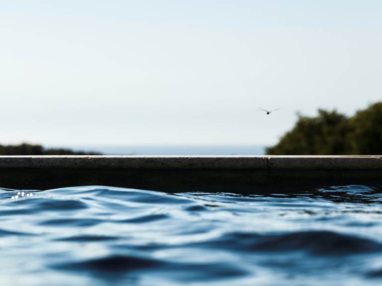 libellule sur la piscine