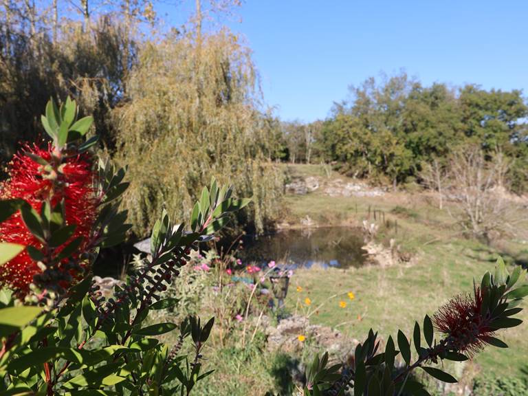 jolies fleurs étang