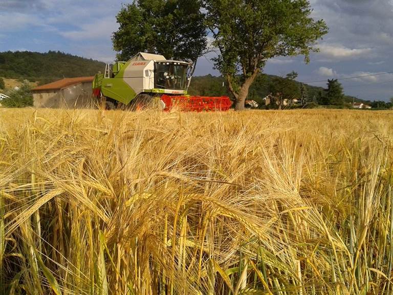 Ferme des delices foreziens, moisson orge, moissoneuse batteuse, claas, st cyr les vignes, loire forez, 42 - Copie