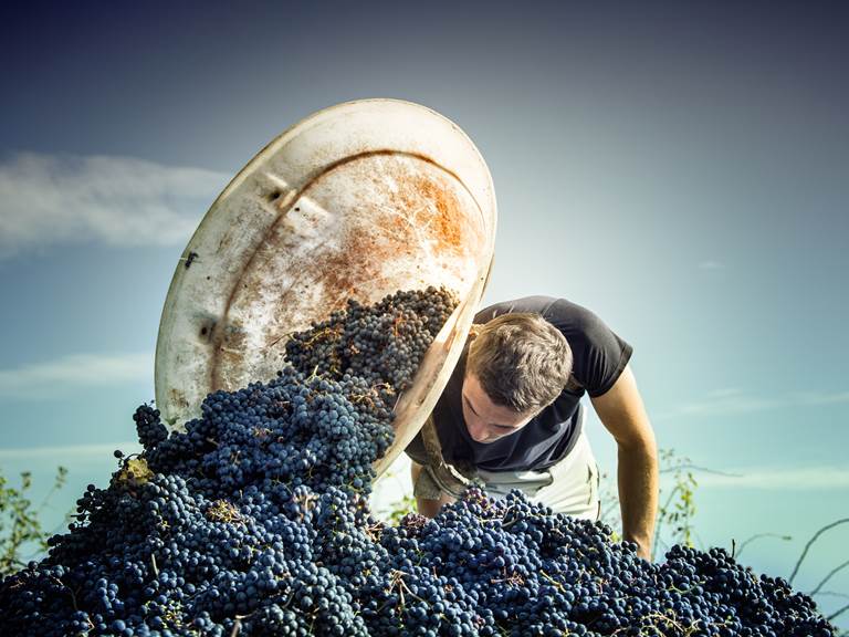 Vendanges Pierre & Bertrand COULY-gallery