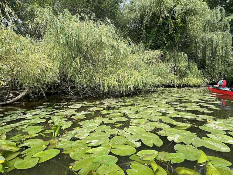 Navigation entre des nénuphars et sous un magnifique saule pleureur