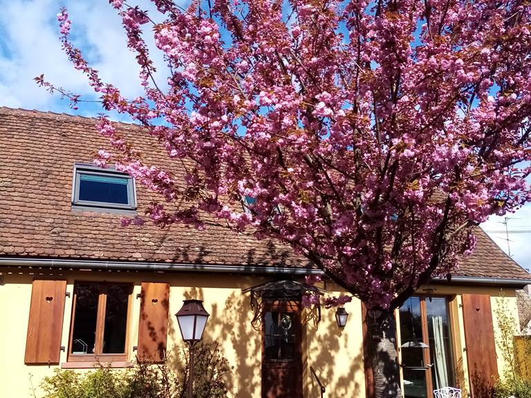 Façade extérieure à couleur vive et gaie alsacienne-gallery