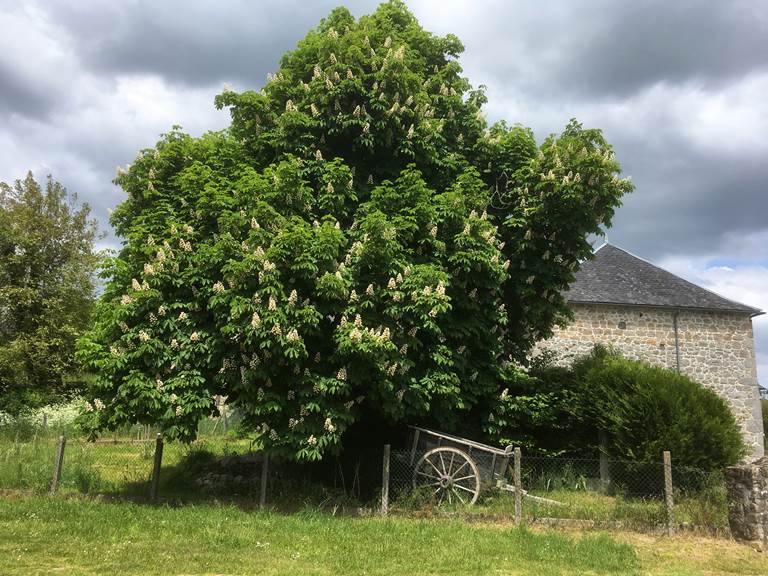 Pipistrelles19-logement-gite-meymac-lacsechemaille