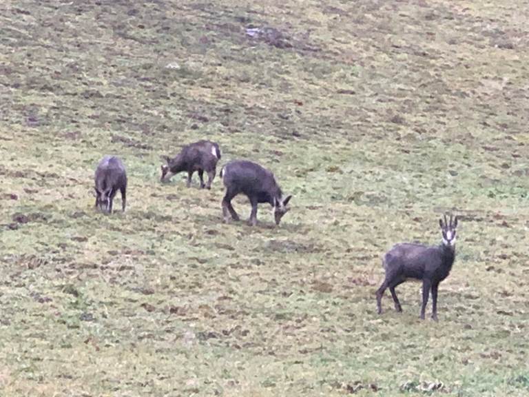 Les Chamois