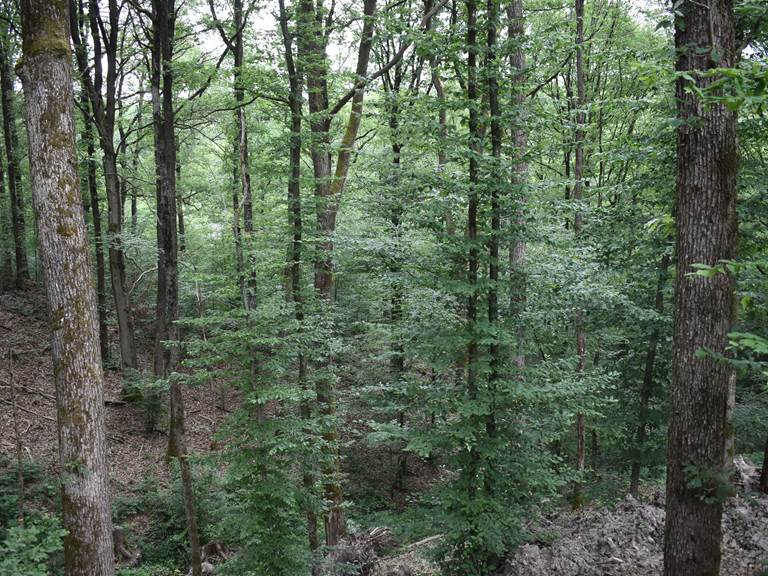 vue sur foret