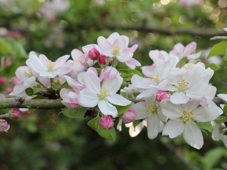Fleurs de pommier