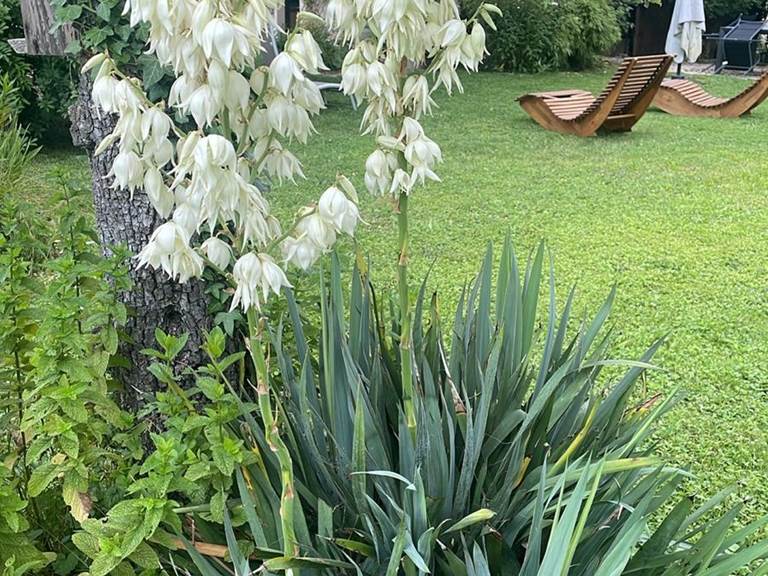 le yucca trône majestueusement au milieu du jardin