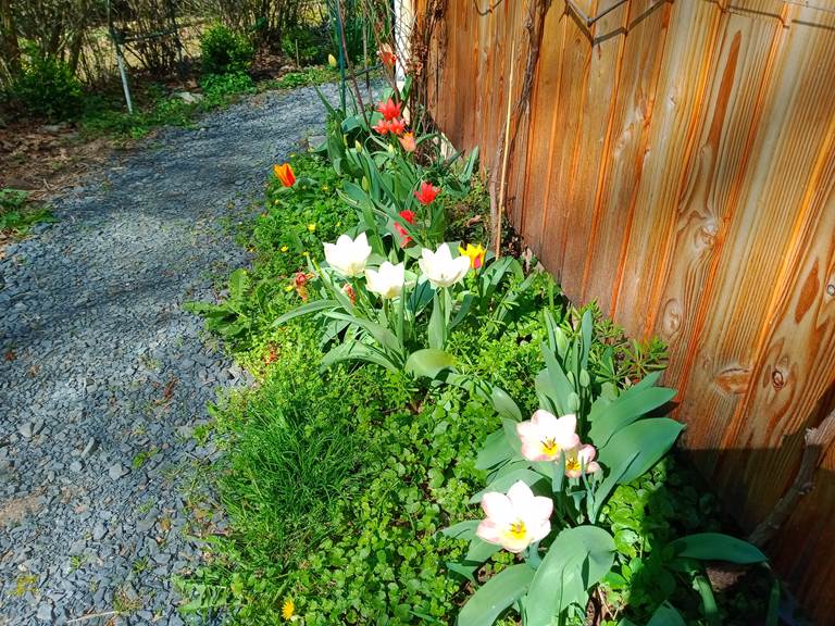 Panache de couleurs avec les tulipes au printemps