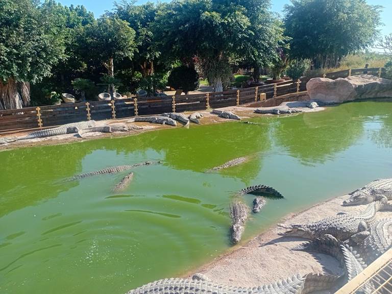 PLUS DE 300 CROCODELS