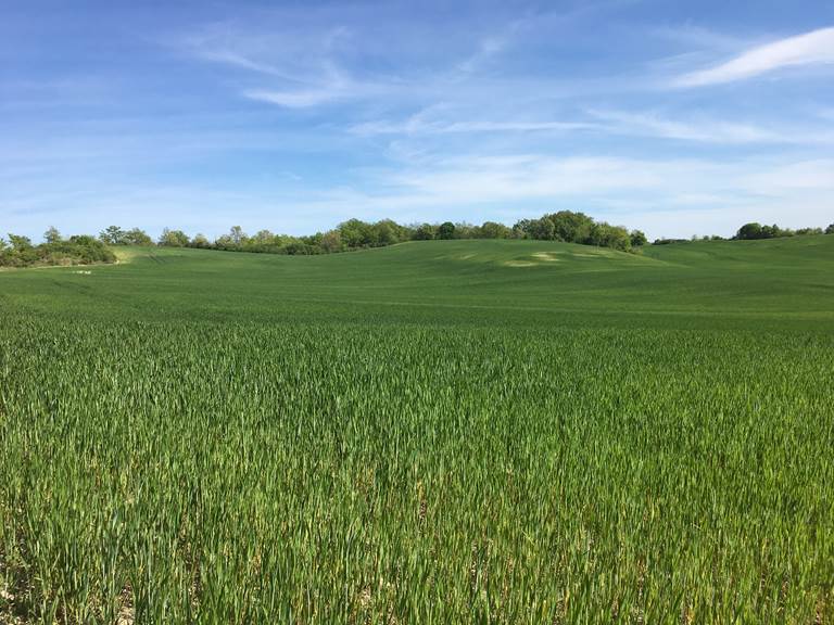 Champ de blé près de Cahors en avril