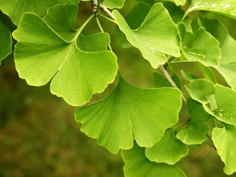 54270-ginkgo-biloba-3 (1)