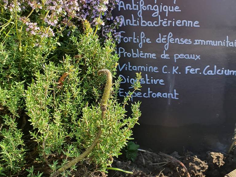 Notre jardin sans pesticides pour vos tisanes