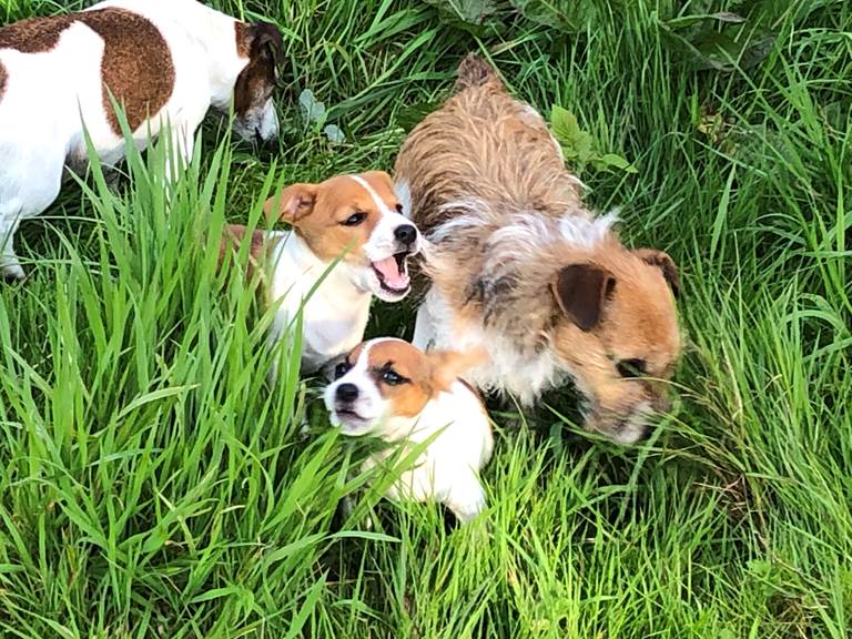 la famille Jack aux champs ...