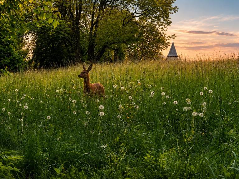 Chevreuils sauvages, visiteurs réguliers du jardin du Manoir