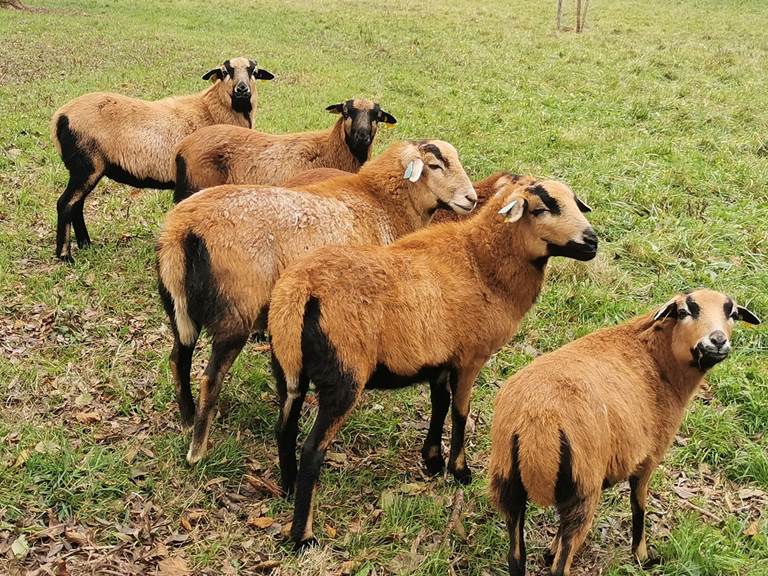 L'équipe d'écopâturage