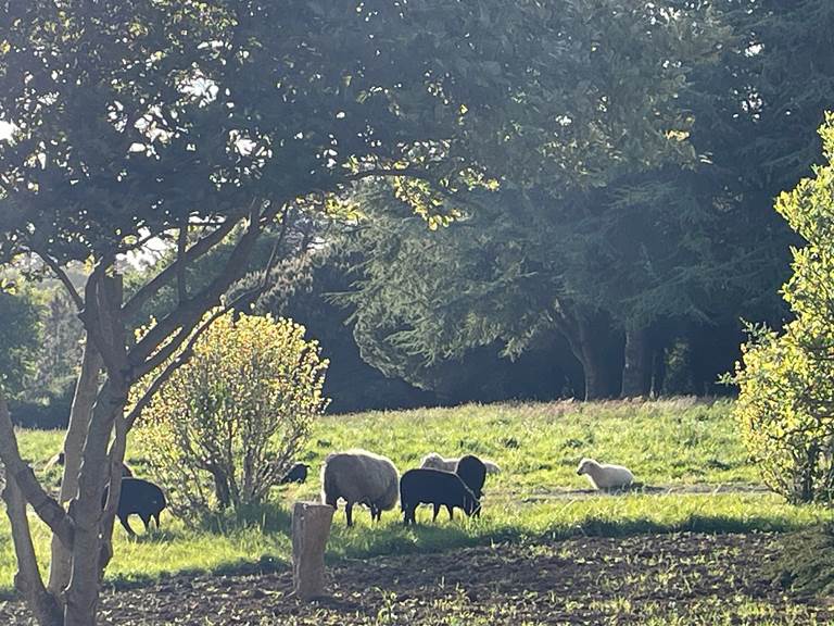 Moutons dans le parc le soir