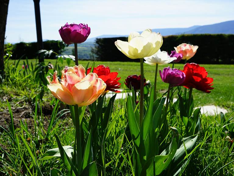 Tulipes en fleurs dans le jardin du Manoir du Colombier, un gîte avec vue sur le Grand Colombier, à 1h de Genève, Annecy et 1h20 de Lyon.