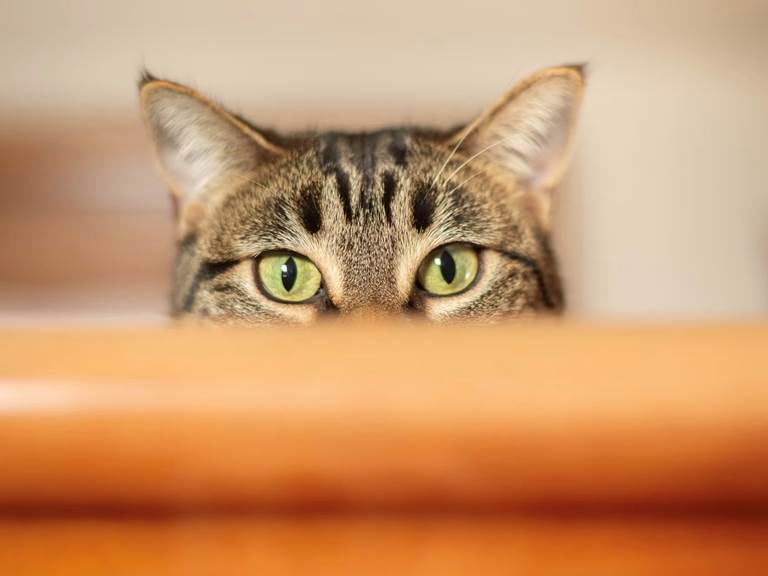 chambre-hotes-riec-sur-belon-finistere-sud-bretagne-cornouailles-bed-and-breakfast-visite-pont-aven-sentier-cotier-randonnée-jardin-centre-bourg